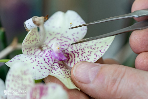 Учёные КФУ планируют размножить редкие крымские орхидеи
